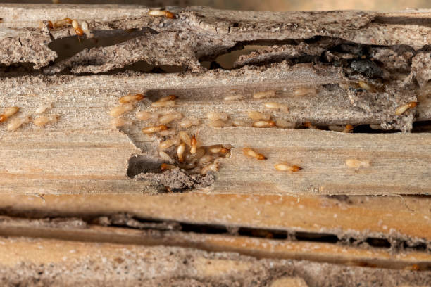 Best Emergency Pest Control  in Woodlake, VA